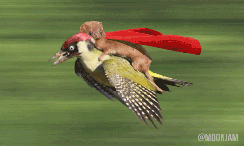 superman weasel, the super funny #weaselpecker memes you have to see!